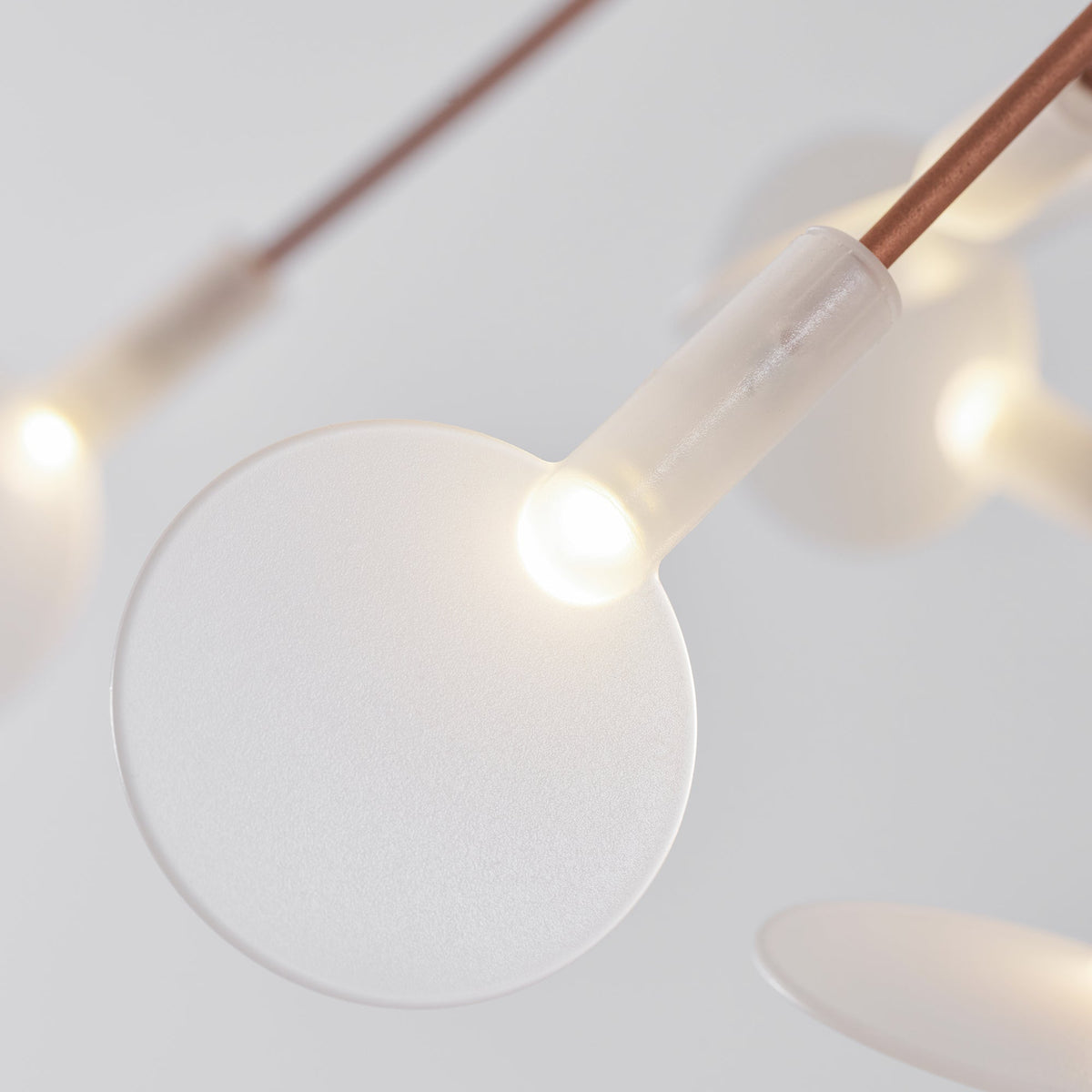 Heracleum Chandelier